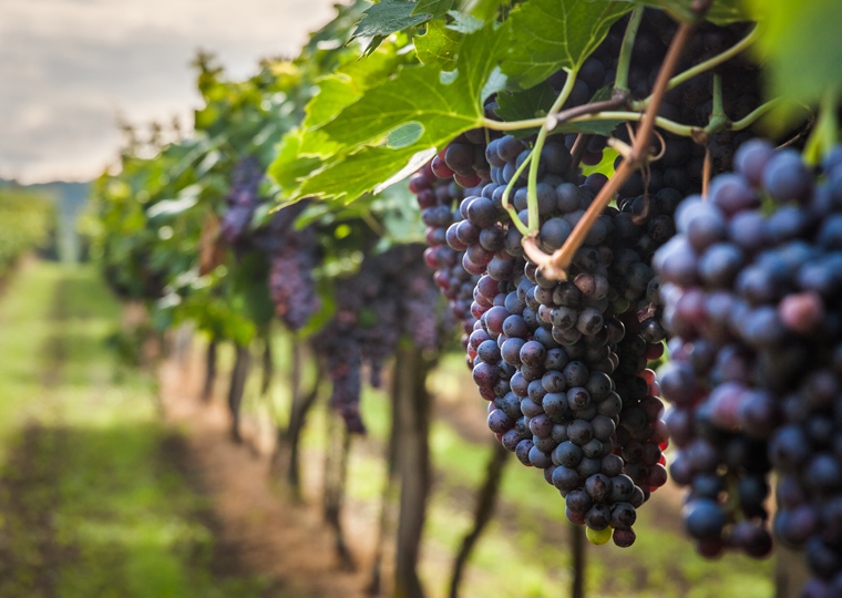 World of wine